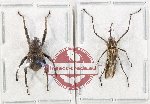 Scientific lot no. 1081 Curculionidae (2 pcs)
