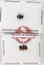 Hydrophilidae Scientific lot no. 370 (4 pcs)