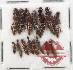 Scientific lot no. 216 Staphylinidae (15 pcs)