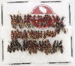 Scientific lot no. 224 Staphylinidae (50 pcs)