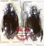 Hydrophilidae Scientific lot no. 394 (2 pcs)