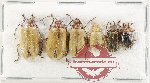 Scientific lot no. 662 Chrysomelidae (6 pcs)