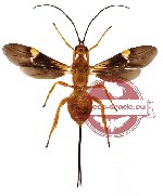Hymenoptera sp. 88 (SPREAD)