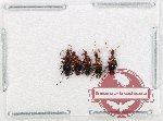 Anthicidae Scientific lot no. 59 (5 pcs)