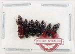 Scientific lot no. 998 Carabidae (Scaritini) (7 pcs)