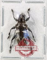 Trigonoptera sp. 11 (A2)