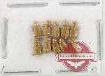 Scientific lot no. 1077 Coprophaga (Aphodiinae) (10 pcs)
