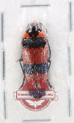 Pseudohyperantha bloetei