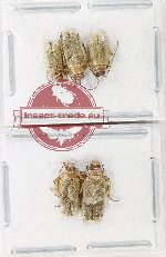 Scientific lot no. 678 Chrysomelidae (5 pcs)