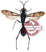 Hymenoptera sp. 89 (SPREAD)