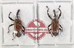 Scientific lot no. 1082 Curculionidae (2 pcs A2)