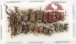 Scientific lot no. 1052 Curculionidae (21 pcs)
