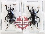 Scientific lot no. 1099 Curculionidae (2 pcs)