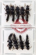 Scientific lot no. 251 Staphylinidae (9 pcs)