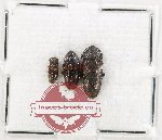 Scientific lot no. 227 Erotylidae (3 pcs)