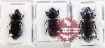 Scientific lot no. 198 Passalidae (3 pcs)