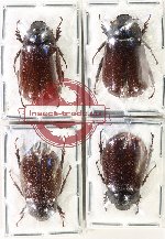 Scientific lot no. 296 Melolonthinae (4 pcs)
