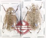 Scientific lot no. 295 Melolonthinae (2 pcs - 1 pc A2)