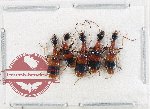 Scientific lot no. 994 Carabidae (5 pcs)
