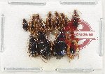 Scientific lot no. 965 Carabidae (11 pcs)