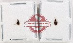 Scientific lot no. 963 Carabidae (2 pcs - 1 pc A2)
