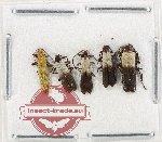 Scientific lot no. 53 Lycidae (5 pcs)