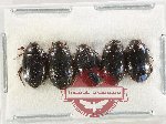 Scientific lot no. 218 Dytiscidae (5 pcs)