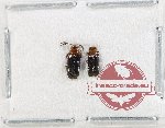 Dryllidae Scientific lot no. 7 (2 pcs)