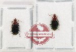 Scientific lot no. 967 Carabidae (Lebiinae sp.) (2 pcs - 1 pc A2)