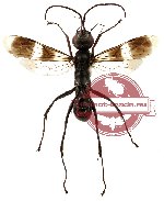 Hymenoptera sp. 90 (SPREAD)