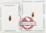 Scientific lot no. 966 Carabidae (Lebiinae sp.) (2 pcs)