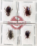 Scientific lot no. 301 Melolonthinae (4 pcs)