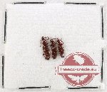 Scientific lot no. 162 Brenthidae (3 pcs)