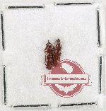 Scientific lot no. 161 Brenthidae (2 pcs)