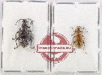 Scientific lot no. 26 Lagriidae (2 pcs - 1 pc A2)