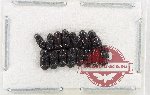 Scientific lot no. 1082 Coprophaga (15 pcs)