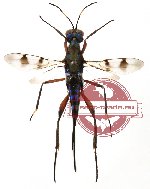 Hymenoptera sp. 91 (SPREAD)