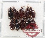 Scientific lot no. 1004 Carabidae (10 pcs)