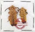 Scientific lot no. 46 Lycidae (2 pcs)
