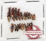 Scientific lot no. 219 Staphylinidae (22 pcs)