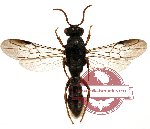 Hymenoptera sp. 92 (SPREAD)