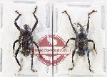 Scientific lot no. 1098 Curculionidae (2 pcs - 1 pc A2)