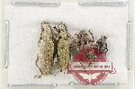Scientific lot no. 1093 Curculionidae (4 pcs)