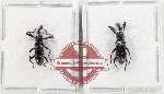 Scientific lot no. 1094 Curculionidae (2 pcs)