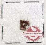 Bostrichidae Scientific lot no. 66 (8 pcs)