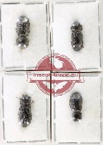 Bostrichidae Scientific lot no. 69 (4 pcs)
