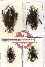 Hydrophilidae Scientific lot no. 365 (4 pcs)
