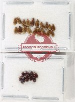 Hydrophilidae Scientific lot no. 393 (17 pcs)