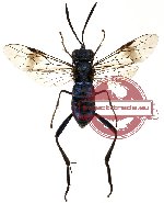 Hymenoptera sp. 93 (SPREAD)