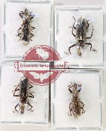 Scientific lot no. 1095 Curculionidae (4 pcs)